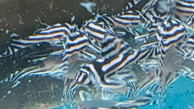 L-46 Hypancistrus Zebra Pleco смотреть онлайн