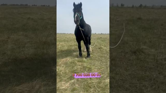 Орловскии Рысак Тяж Ағылшын айғырлар сатылады смотреть онлайн