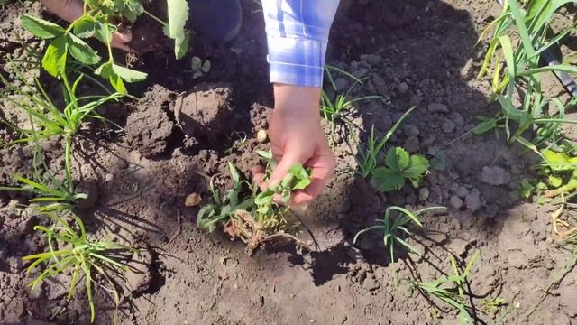 ЛИЧИНКА ХрУЩА "скосила" ПОЛУницю смотреть онлайн