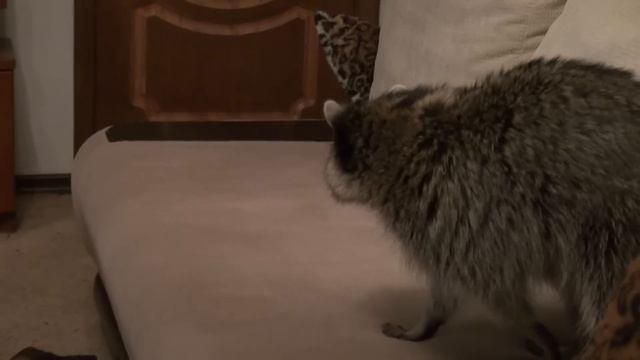 ЕНОТЫ ВЕНЯ И КОКОС!!! смотреть онлайн