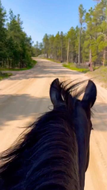 Bridle-less Horseback Ride Colorado #equestrianlifestyle #horse #libertyhorse #mondaymotivation смотреть онлайн