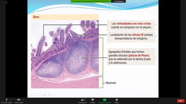 Sistema Digestivo #2. Clase 7. Histología Prof. Emoelio Mantilla [U. Pamplona] смотреть онлайн