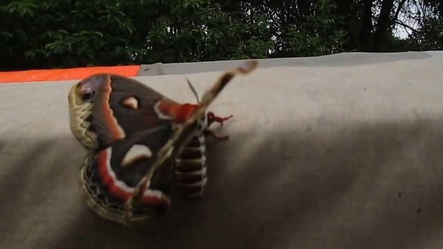 Cecropia Moth смотреть онлайн
