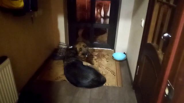 Посиделки.... Обычный наш вечер... Хрум-хрум....Феня опять быкует... смотреть онлайн