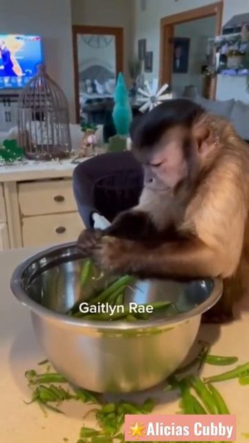 🌟NEW!!🌟Funny Animals! #shorts #shortsfeed #shortsvideoviral #animalsdoingfunnythings #videoviral смотреть онлайн