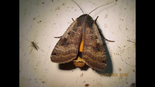 The large yellow underwing Noctua pronuba Greece Chalkidiki by Theo смотреть онлайн