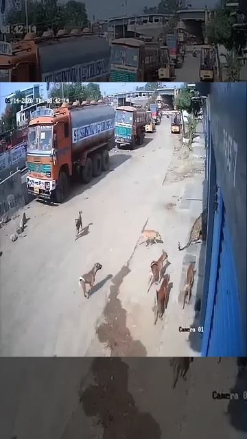 Man vs Wild: Leopard attacks man and dog attacks leopard in Hyderabad | Oneindia News смотреть онлайн