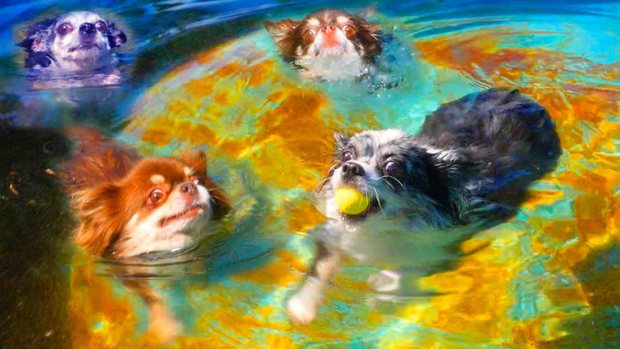 Кто круче плавает? Собаки блогеры в бассейне! 🐕💦 смотреть онлайн