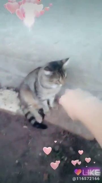 Кот Мося смотреть онлайн