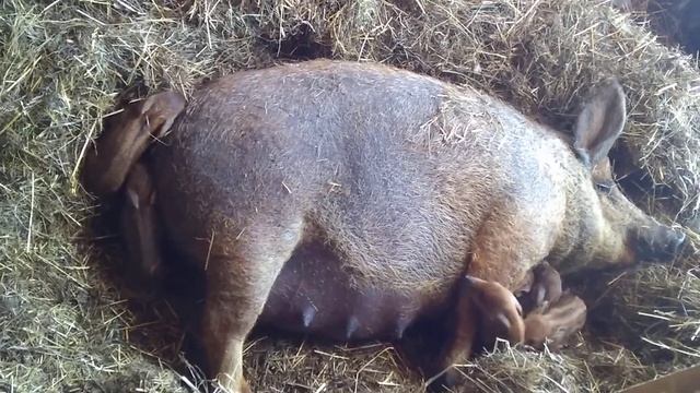 Рождение поросят 🐷 смотреть онлайн