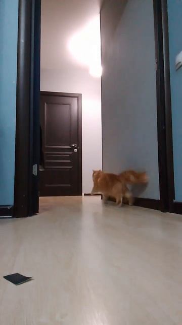 Дрифт от Кусаки😼😼😼😸😸😈😈 смотреть онлайн