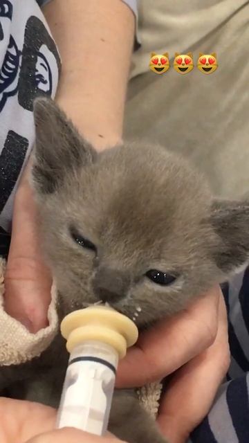 Иногда случается и такое, нужно докармливать котят🤗🤷♀️#бурма смотреть онлайн