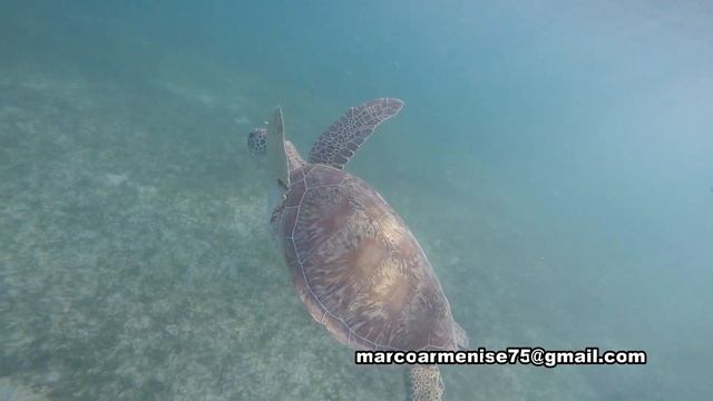 Intro Australia (Settembre 2018) смотреть онлайн