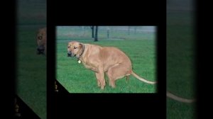 Собаки какают классное видео репортаж смотреть всем