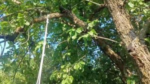 🔥СДЕЛАЛИ ТАРЗАНКУ НА ДЕРЕВЕ СВОИМИ РУКАМИ!🔥