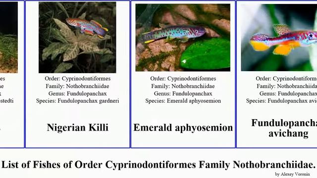 Fishes of Order Cyprinodontiformes Family Nothobranchiidae nothobranchius aphyosemion lucius polli смотреть онлайн