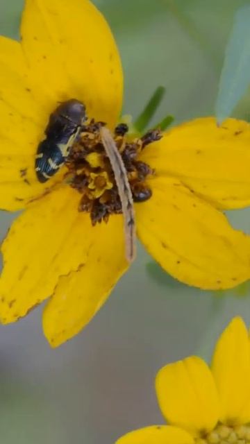 Insects- Macrophotography Crazy Cool Bugs! #insectshorts 🪲👀 смотреть онлайн