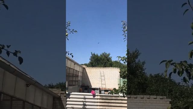 Турецкая Такла в Пятигорске.23.08.22. Молодёжь-6 недель гон. смотреть онлайн