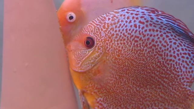 White diamond / Leopard snakeskin discus смотреть онлайн