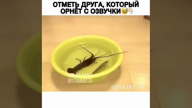 Кот против Рака| Угарная озвучка смотреть онлайн