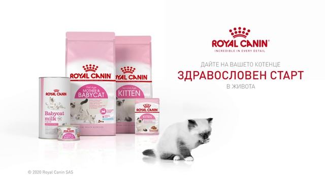 Дайте здравословен старт в живота на вашето коте смотреть онлайн
