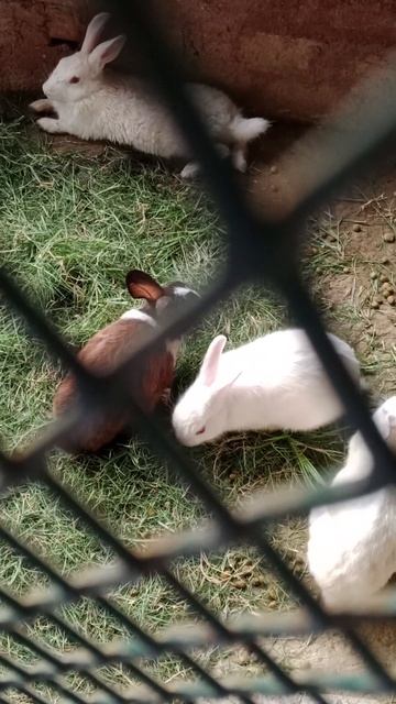 Park Me Rabit #shorts #viralvideos #animals #park смотреть онлайн