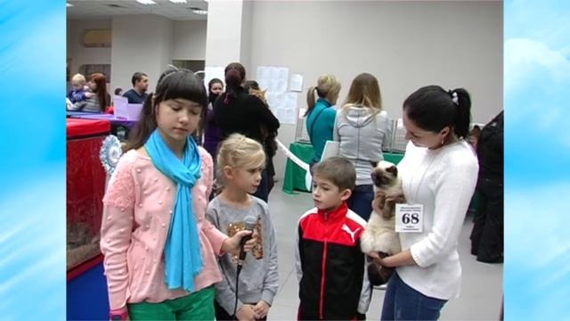 Выставка кошек смотреть онлайн