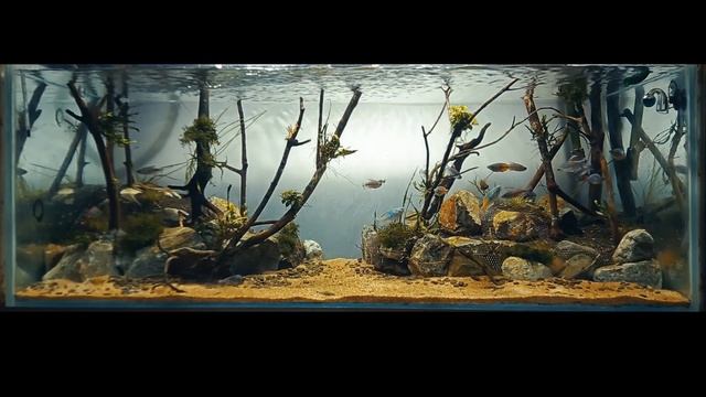 Rainbow Fish Aquascape Relax смотреть онлайн