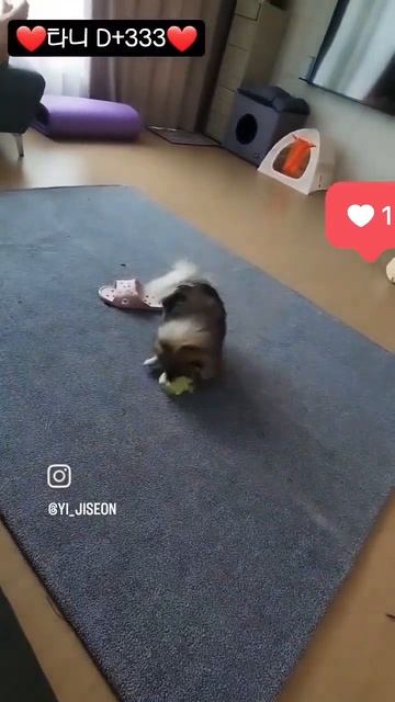 혼자서도 잘놀아요! 고래🐳사냥! #pomeranian #포메라니안 #puppy #포메 #울프세이블 смотреть онлайн