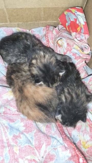 Коты спят в обнимку смотреть онлайн