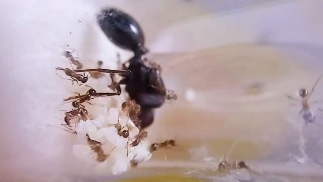 Asian Marauder Ants (Carebara diversa) смотреть онлайн