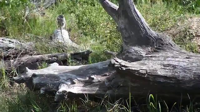 Djuma: Dwarf Mongoose - 08:32 - 12/14/20 смотреть онлайн