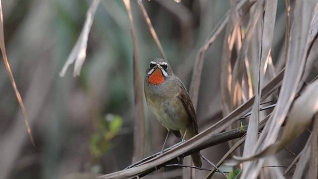 Rubythroat ♂ HD смотреть онлайн