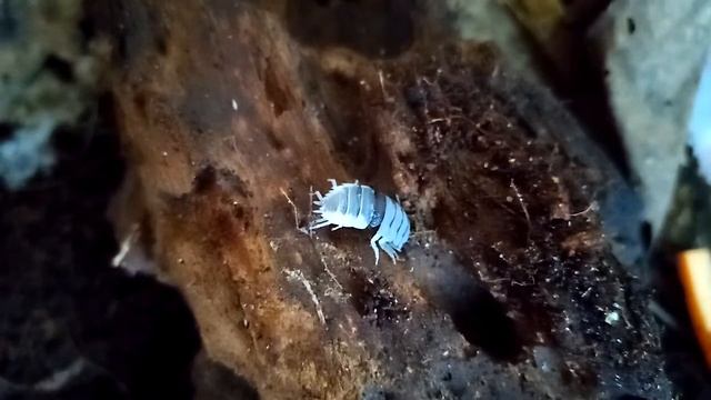 А вы видели, как линяют мокрички? смотреть онлайн