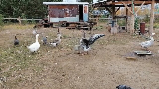 пошли на взлет смотреть онлайн