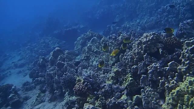 Yellow Hawaiian Tang and Raccoon Butterfly Fish at Moanakala (Dumps) смотреть онлайн