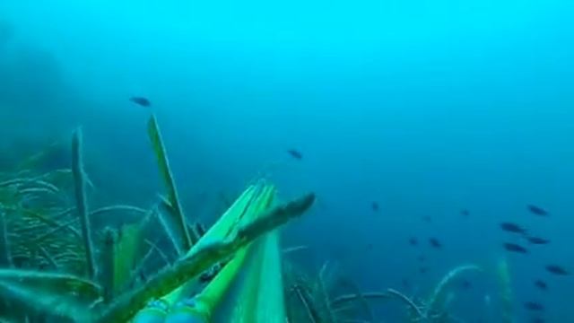 Prove alemanni barracuda Sardegna 2014 смотреть онлайн