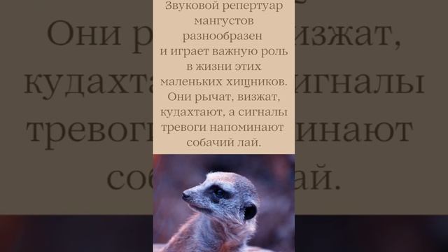 Интересные факты 💚 Мангуст смотреть онлайн