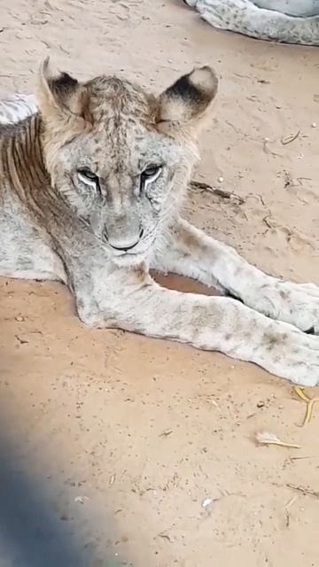 👇EARLY MORNING DAY WITH DARK DAY | VERY HUNGRY | VERY ANGRY 5/28/2023 MALI DESERT👇 #shorts #animals смотреть онлайн