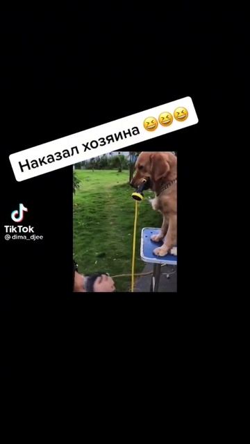 #Собака друг человека 😊😊😊 смотреть онлайн