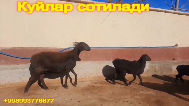 Хисори Куйлар Сотилади Ёш кучкорлар ва Эгиз тукканлари хам бор. смотреть онлайн