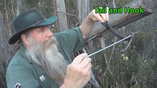 FREE HANDLING VENOMOUS SNAKES, or Not смотреть онлайн