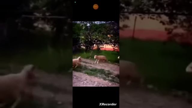 Короче животные + Джавид смотреть онлайн