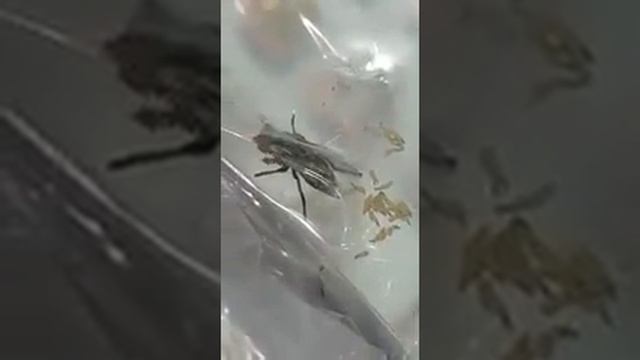 House Fly: spreading diseases смотреть онлайн