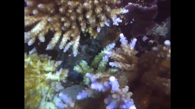 Vladis reef смотреть онлайн
