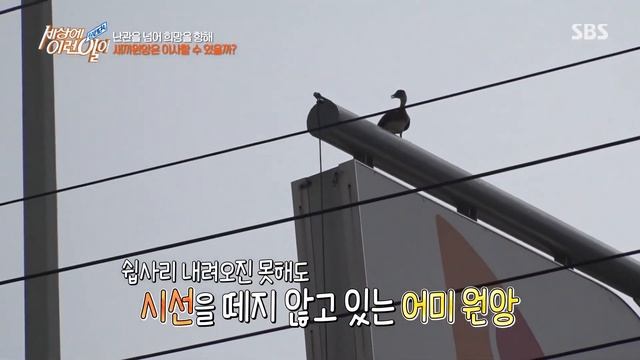 2020년 교양 베스트 클립 94 #순간포착세상에이런일이 #SBSBEST смотреть онлайн