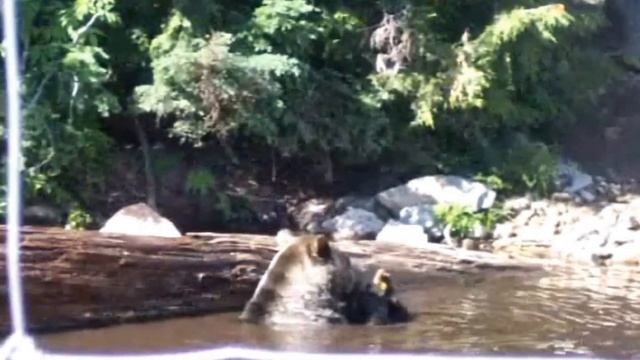 Grizzly bear at Grouse Mountain,North Vancouver 2012 смотреть онлайн