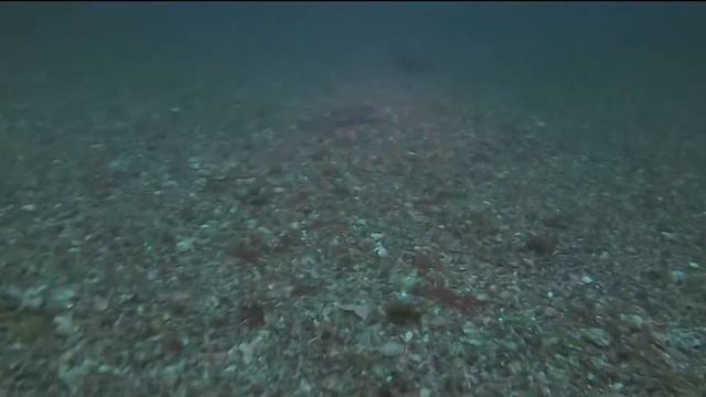 (Dogfish shark) Roussette à Saint-Malo 2019 смотреть онлайн