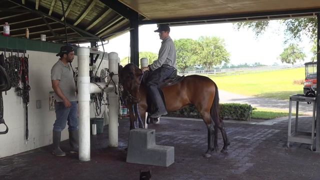 SOLD - Paso Fino Horse Offered for sale - Hercules de Besilu (2019 Gelding) Pleasure / Placer смотреть онлайн