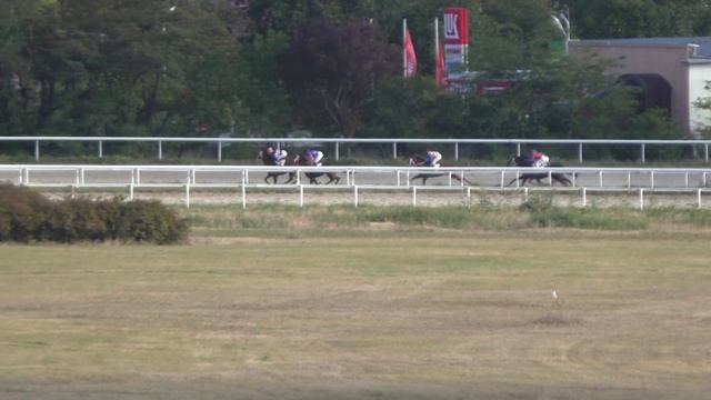 29.09.2019 - 11 Скачка на лошадях 4-х лет и старше чистокровной верховой породы - Вестерн Хит смотреть онлайн